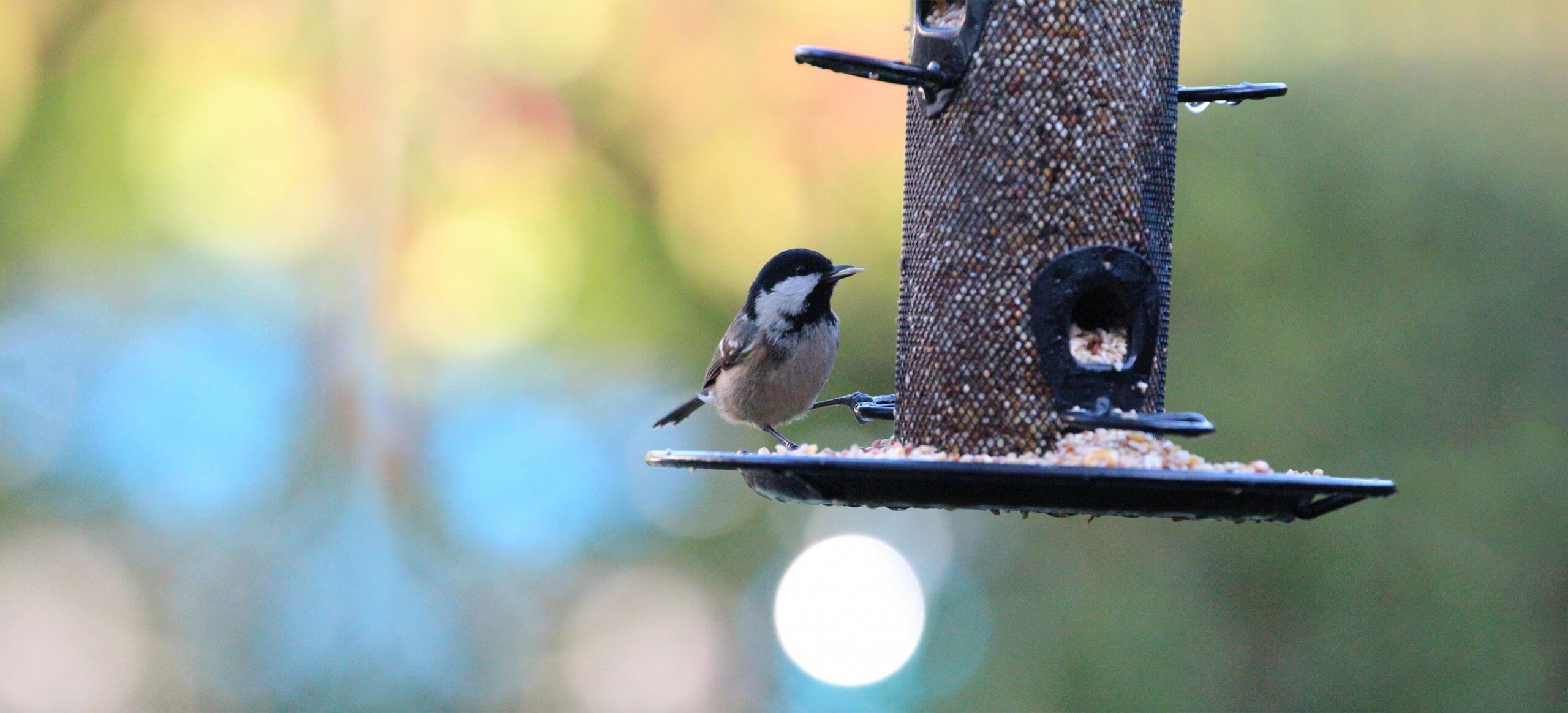 Wild Bird Feeder